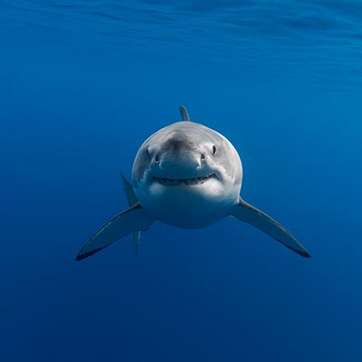 Underwater photo of a sub-adult female great white shark looking head-on at the camera. link thumbnail