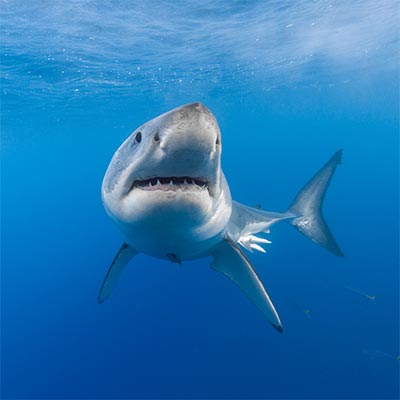 Underwater photo of a male great white shark taken mid-turn as he faces the camera. link thumbnail