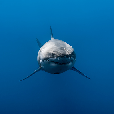 a big male great white shark swims head-on down deep link thumbnail