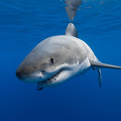 Underwater close-up of a sub-adult female white shark. link thumbnail