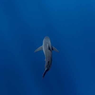 great white shark swims in the deep blue abyss link thumbnail