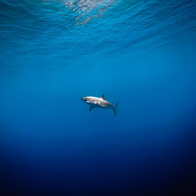 Ultra-wide angle underwater photo of a male adult great white swimming by in the distance. link thumbnail