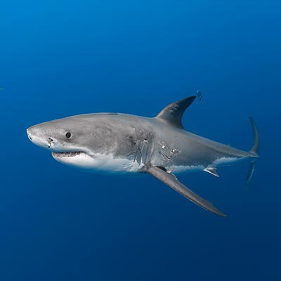 Underwater photo of a male great white shark being accompanied by a pilot fish. link thumbnail