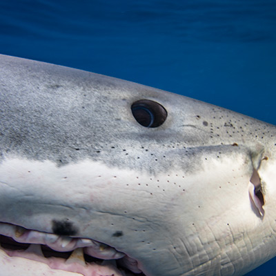 A close-up shot of a great white shark's eye, mouth, and snout link thumbnail