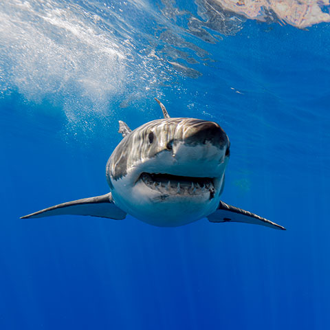 Underwater photo of a sub-adult female great white shark with swimming toward the camera with her pectoral fins raised high. link thumbnail