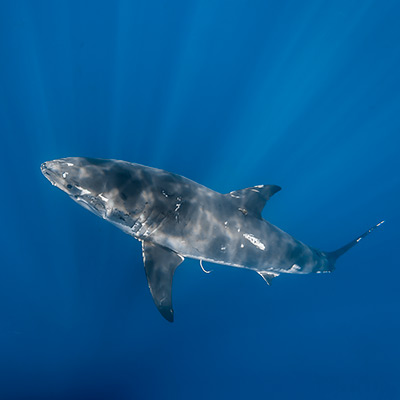 A great white shark covered with scars as seen from above link thumbnail
