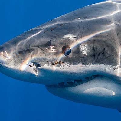 Close-up of a great white shark with blue iris  link thumbnail
