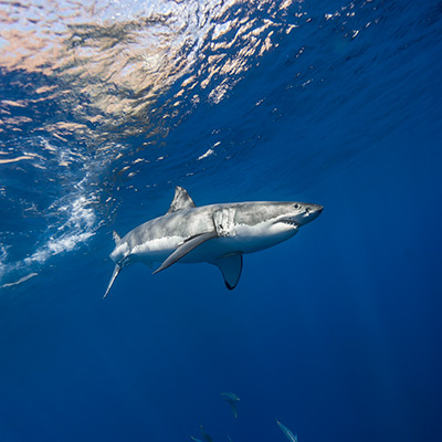 a great white shark with Isla de Guadalupe visible through the surface link thumbnail