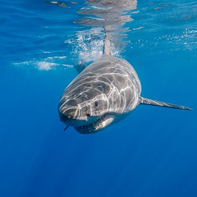 Underwater photo of a male great white shark swimming just below the surface link thumbnail