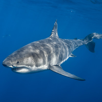 a female great white shark out for swim link thumbnail