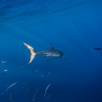 a great white shark swims away from the camera link thumbnail