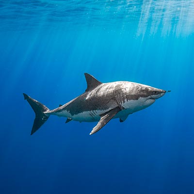 Underwater photo of a mature 5.5m female great white shark. link thumbnail