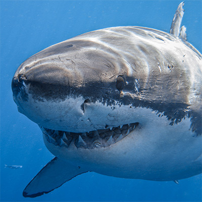 Close-up of a smiling great white shark link thumbnail