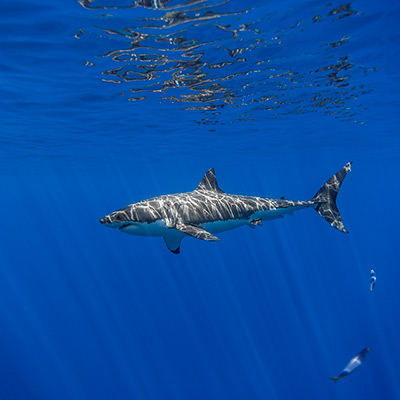 a male great white shark in the distance link thumbnail
