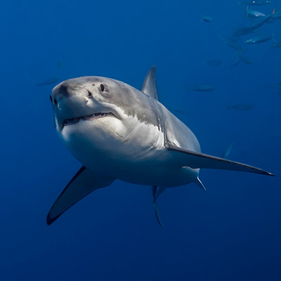 great white shark swimming link thumbnail