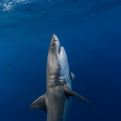 a great white shark charges vertically from the depth link thumbnail