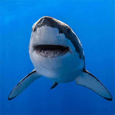 great white shark image link thumbnail