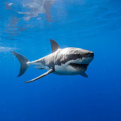 Image of a smiling great white shark link thumbnail