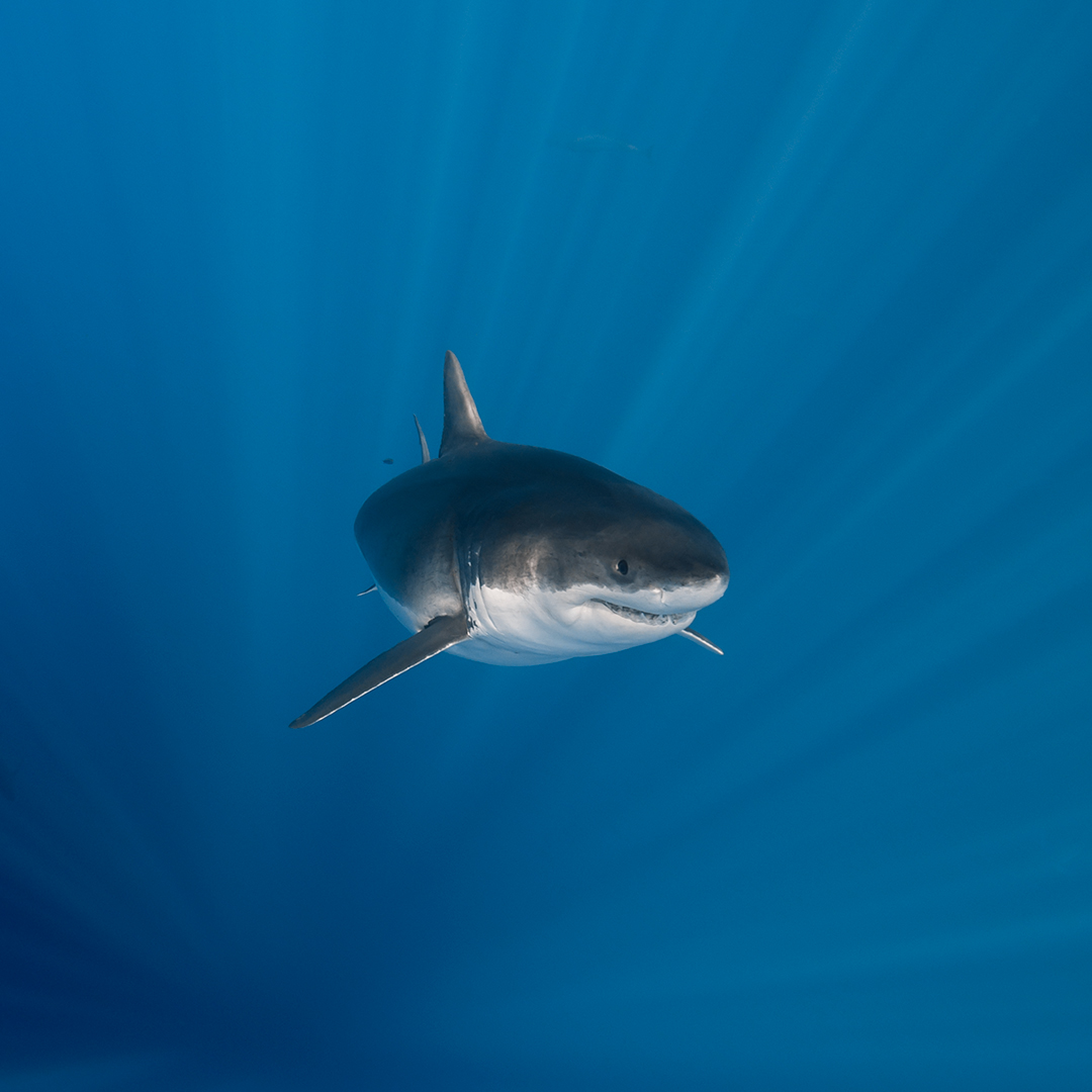 Underwater photo of a male white shark surrounded by rays of sunlight. link thumbnail