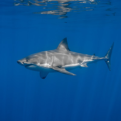 left profile of a great white shark with surface reflection link thumbnail