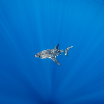 A female juvenile great white shark link thumbnail