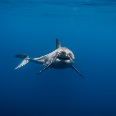 Lucy, a female great white shark, looks at the camera from a distance link thumbnail