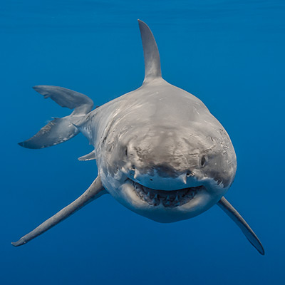 A close-up of a female great white shark named Lucy link thumbnail