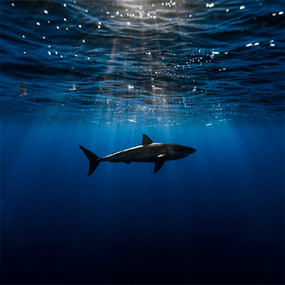 great white shark with magical sunlight  link thumbnail
