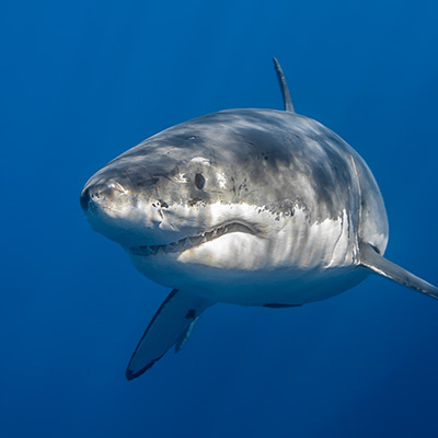a male great white shark makes a right turn link thumbnail