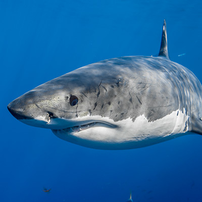 a scarred male great white shark looks at the camera link thumbnail