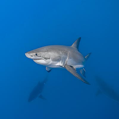 Underwater photo of three female great white sharks in the same frame. link thumbnail