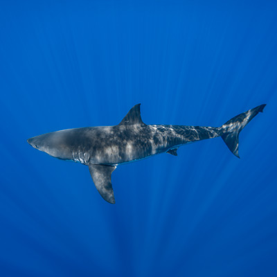 a male great white shark viewed from above with sun rays link thumbnail