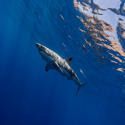 a great white shark swims off Isla de Guadalupe link thumbnail