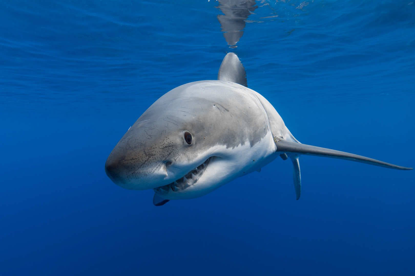 Underwater close-up of a sub-adult female white shark. image