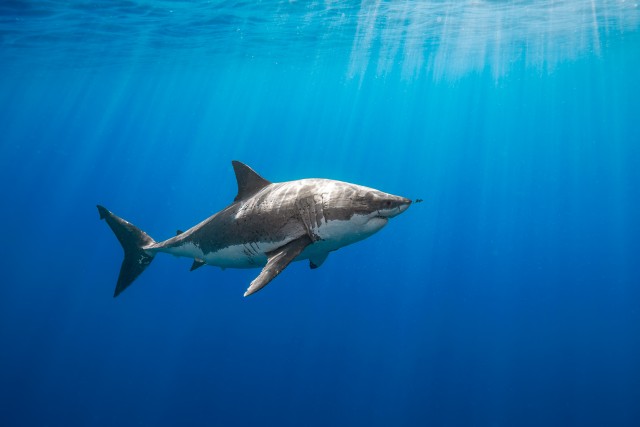 Underwater photo of a mature 5.5m female great white shark.