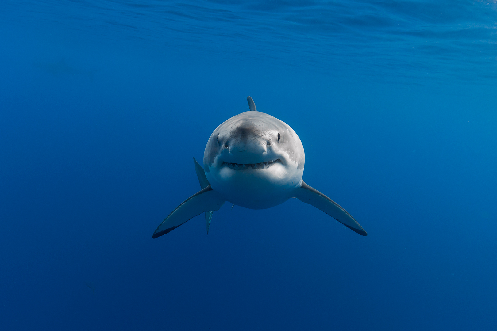 Underwater photo of a sub-adult female great white shark looking head-on at the camera. image