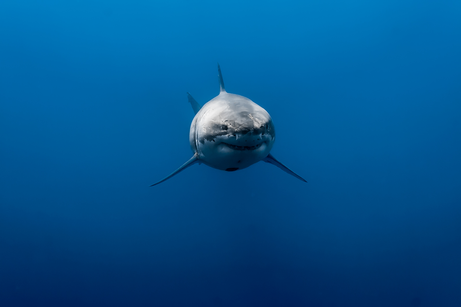 a big male great white shark swims head-on down deep image