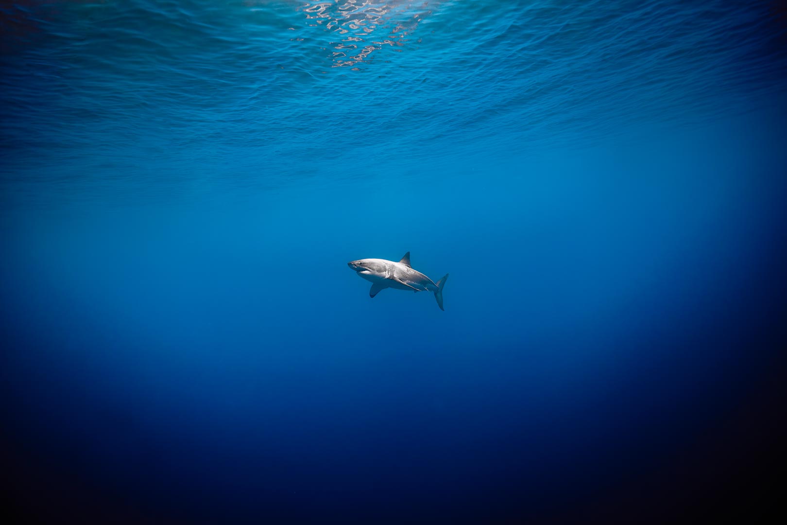 Ultra-wide angle underwater photo of a male adult great white swimming by in the distance. image