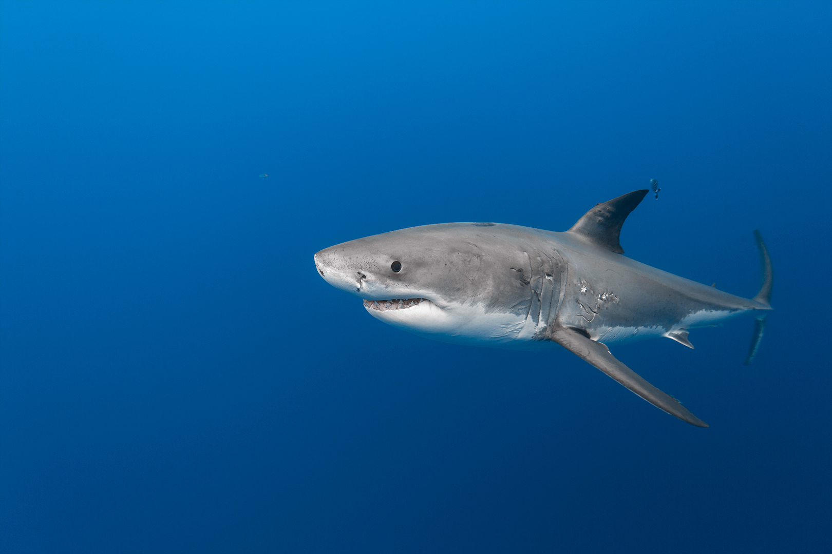 Underwater photo of a male great white shark being accompanied by a pilot fish. image