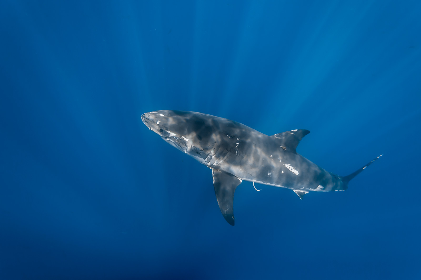 A great white shark covered with scars as seen from above image
