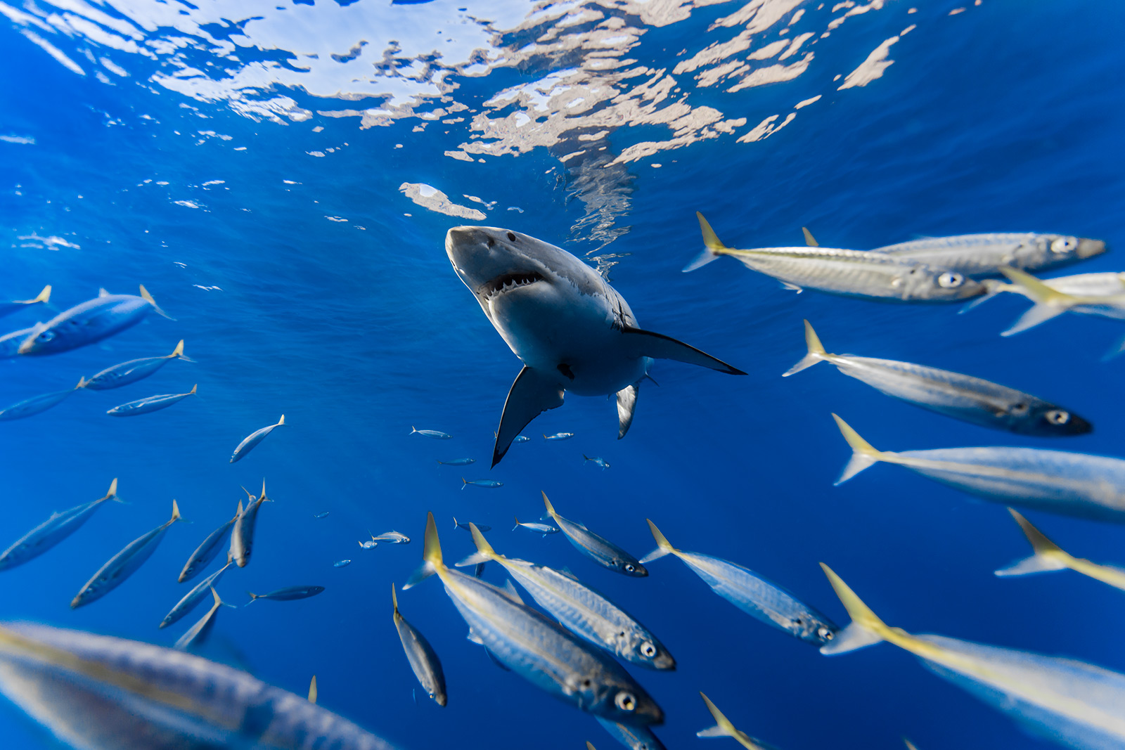 Great white shark framed by mackerel scad image