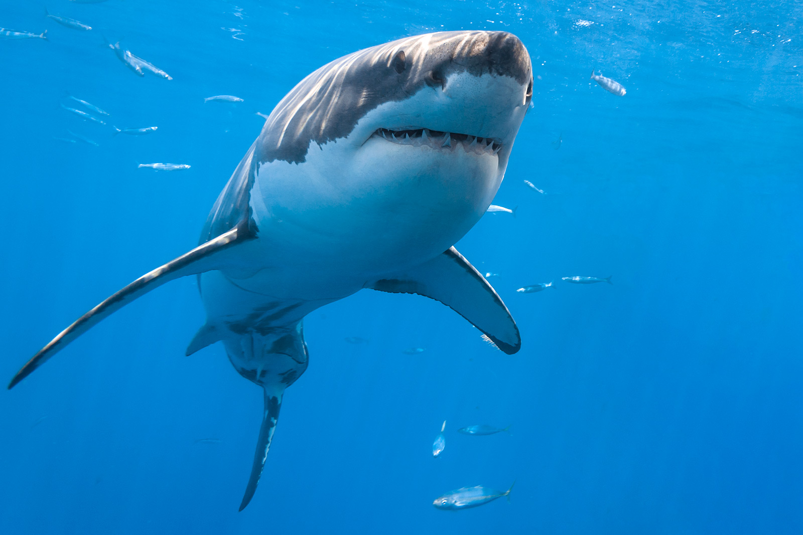 great white shark from below image