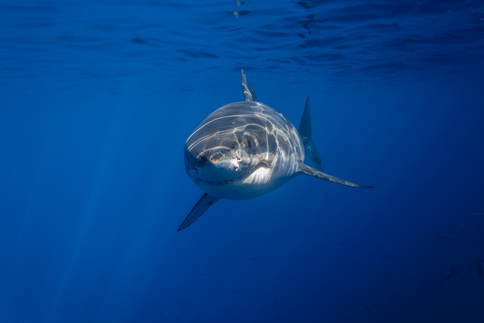 Cal Ripfin, a male great white shark, swims head-on toward the camera image