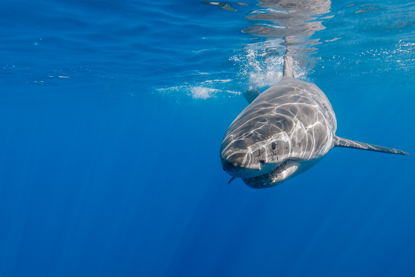 Underwater photo of a male great white shark swimming just below the surface image