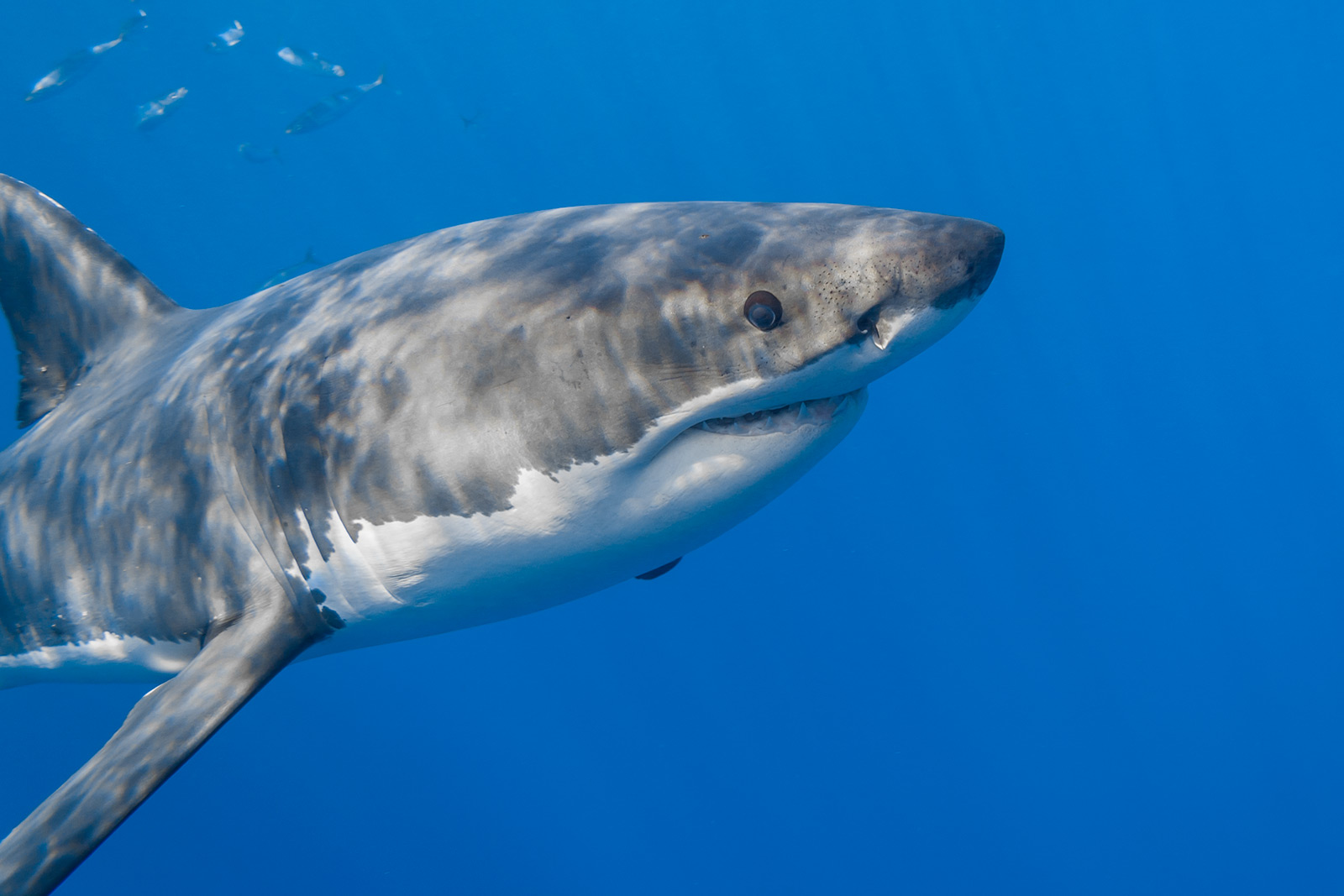 great white shark close-up nose image