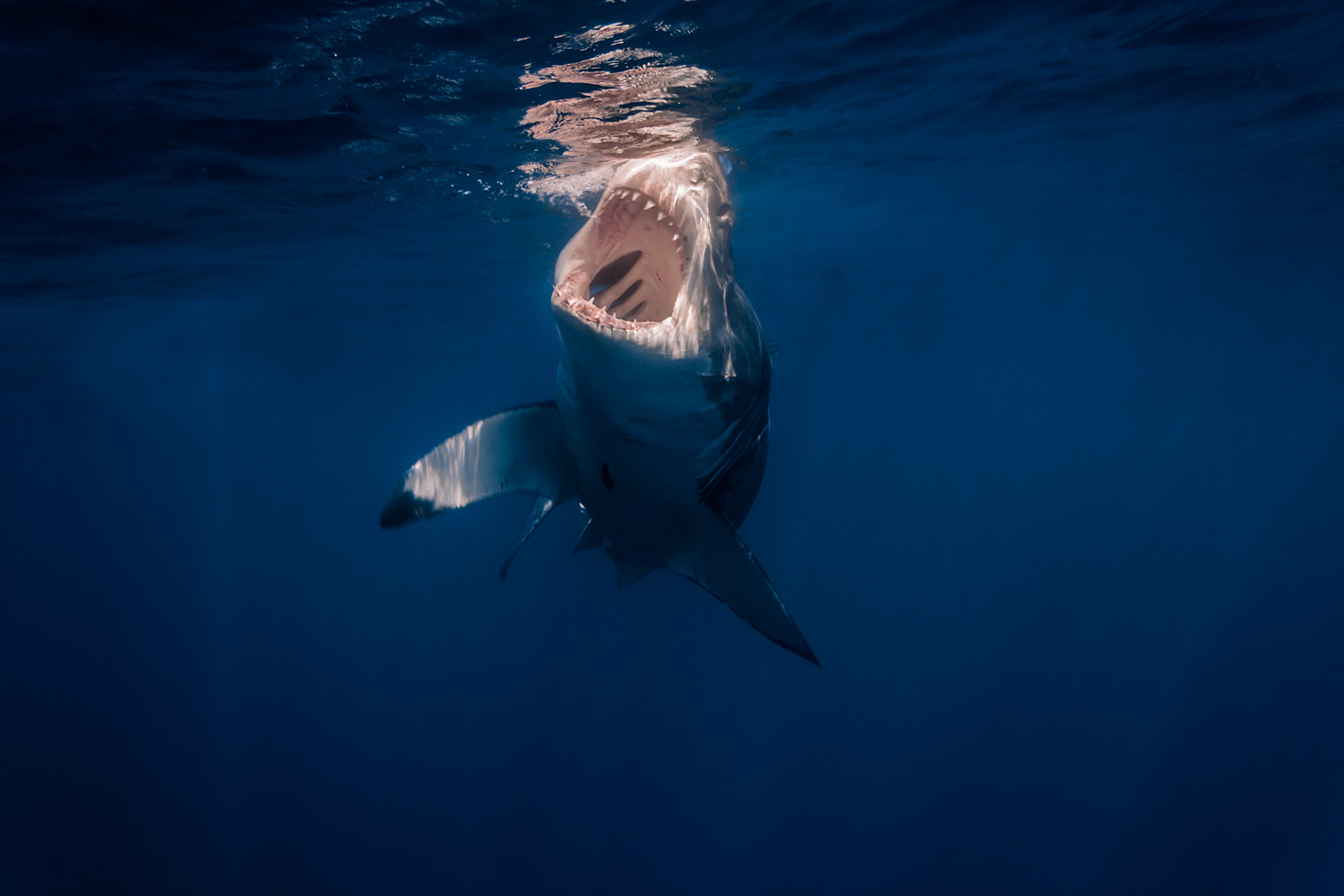 Great white shark with open jaws image
