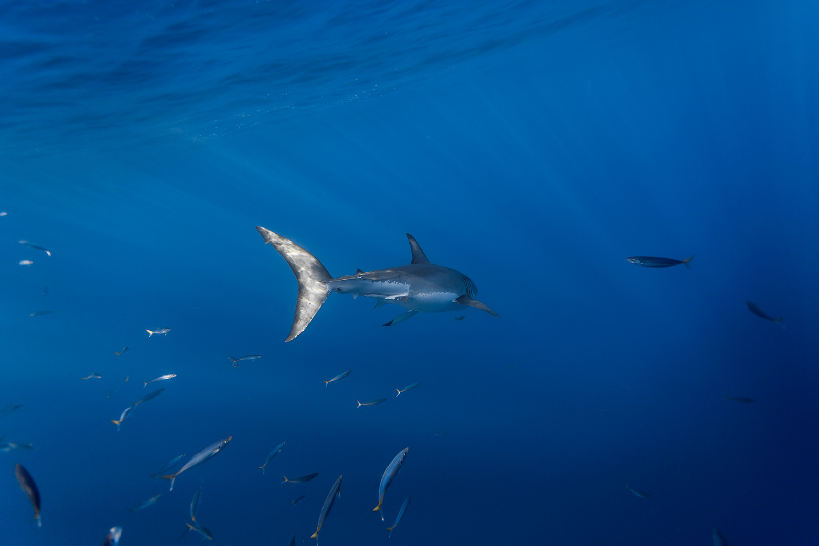 a great white shark swims away from the camera image