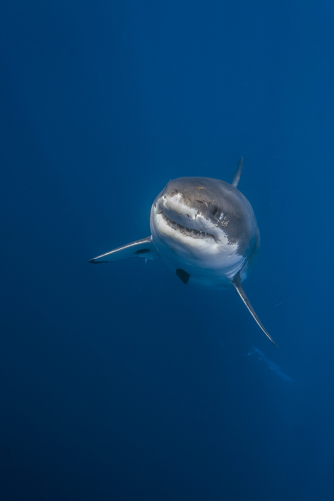 Cal Ripfin, a male great white shark, rises from the depths below image