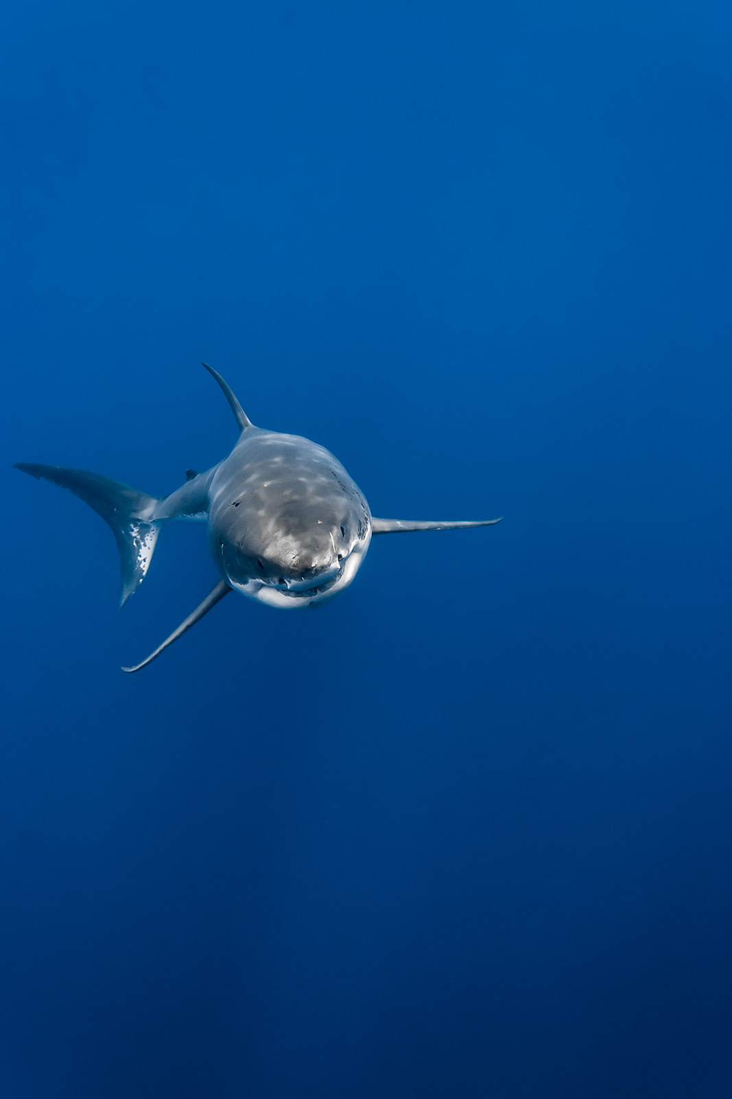 A great white shark rises from the depths below image