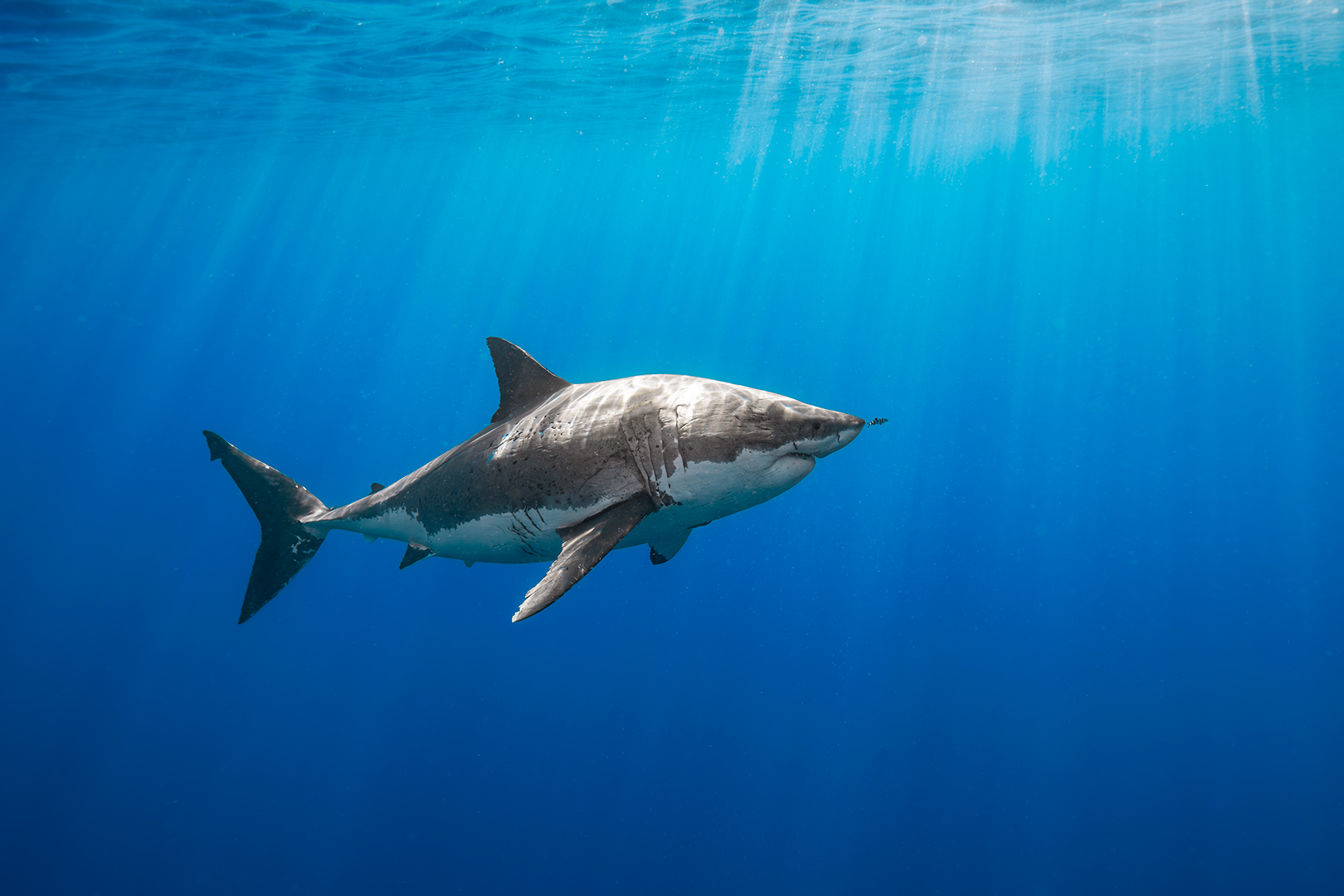 Underwater photo of a mature 5.5m female great white shark. image